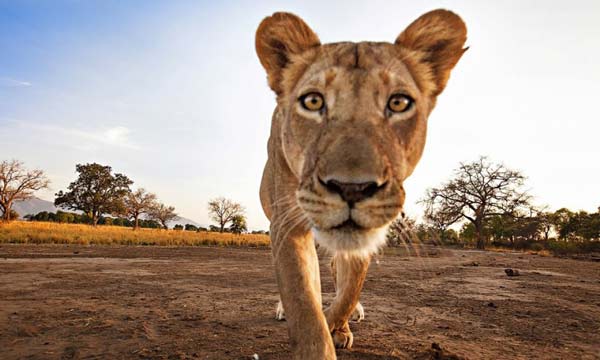 Λιοντάρι «κλέβει» την κάμερα του φωτογράφου! - Φωτογραφία 4