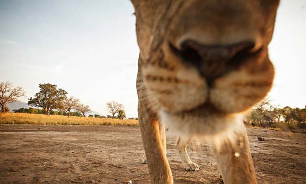 Λιοντάρι «κλέβει» την κάμερα του φωτογράφου! - Φωτογραφία 5
