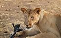 Λιοντάρι «κλέβει» την κάμερα του φωτογράφου! - Φωτογραφία 10