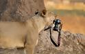 Λιοντάρι «κλέβει» την κάμερα του φωτογράφου! - Φωτογραφία 8