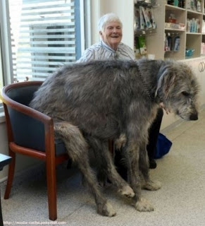 21 σκυλιά μεγέθους XL (που δεν συνειδητοποιούν πόσο ΤΕΡΑΣΤΙΑ είναι), - Φωτογραφία 11