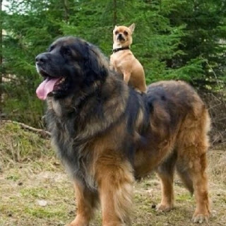 21 σκυλιά μεγέθους XL (που δεν συνειδητοποιούν πόσο ΤΕΡΑΣΤΙΑ είναι), - Φωτογραφία 17