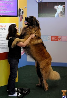 21 σκυλιά μεγέθους XL (που δεν συνειδητοποιούν πόσο ΤΕΡΑΣΤΙΑ είναι), - Φωτογραφία 5