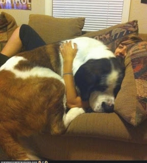 21 σκυλιά μεγέθους XL (που δεν συνειδητοποιούν πόσο ΤΕΡΑΣΤΙΑ είναι), - Φωτογραφία 7