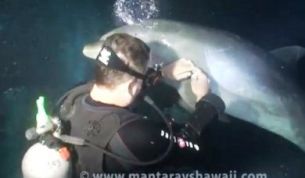 Τραυματισμένο δελφίνι ζητά βοήθεια από δύτες – Συγκινητικό video με τη διάσωση - Φωτογραφία 1