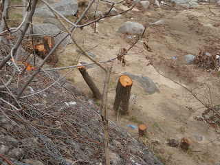 Επιδρομές στα πάρκα της Ξάνθης για καυσόξυλα - Κόβουν δέντρα για να ζεσταθούν! - Φωτογραφία 1
