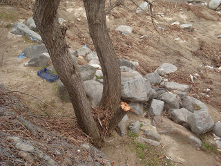Επιδρομές στα πάρκα της Ξάνθης για καυσόξυλα - Κόβουν δέντρα για να ζεσταθούν! - Φωτογραφία 3