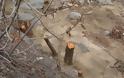 Επιδρομές στα πάρκα της Ξάνθης για καυσόξυλα - Κόβουν δέντρα για να ζεσταθούν!