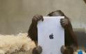 Πίθηκοι με iPad σε ζωολογικό κήπο [video]