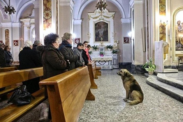 Σκύλος… εκκλησιάζεται στη θέση της νεκρής ιδιοκτήτριάς του! - Φωτογραφία 1