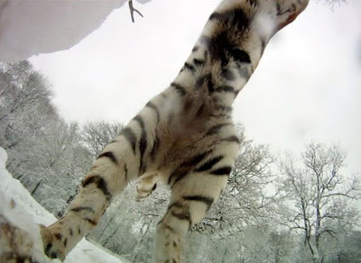 Τίγρεις επιτίθενται σε... χιονάνθρωπους [Video] - Φωτογραφία 4