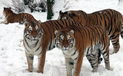 Τίγρεις επιτίθενται σε... χιονάνθρωπους [Video] - Φωτογραφία 8