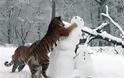 Τίγρεις επιτίθενται σε... χιονάνθρωπους [Video] - Φωτογραφία 1