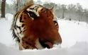 Τίγρεις επιτίθενται σε... χιονάνθρωπους [Video] - Φωτογραφία 2