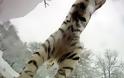 Τίγρεις επιτίθενται σε... χιονάνθρωπους [Video] - Φωτογραφία 4