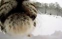 Τίγρεις επιτίθενται σε... χιονάνθρωπους [Video] - Φωτογραφία 5