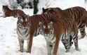 Τίγρεις επιτίθενται σε... χιονάνθρωπους [Video] - Φωτογραφία 8