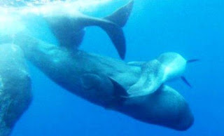 Φάλαινες υιοθετούν δελφίνι με ειδικές ανάγκες - Φωτογραφία 1