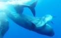 Φάλαινες υιοθετούν δελφίνι με ειδικές ανάγκες