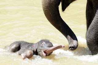 Ο μικρός ελέφαντας απολαμβάνει το μπάνιο του - Φωτογραφία 1