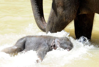 Ο μικρός ελέφαντας απολαμβάνει το μπάνιο του - Φωτογραφία 2
