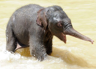 Ο μικρός ελέφαντας απολαμβάνει το μπάνιο του - Φωτογραφία 4