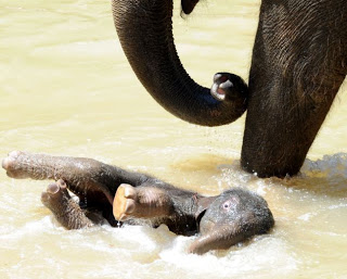 Ο μικρός ελέφαντας απολαμβάνει το μπάνιο του - Φωτογραφία 5