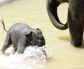 Ο μικρός ελέφαντας απολαμβάνει το μπάνιο του - Φωτογραφία 7