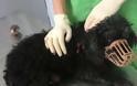 Παιδιά Δημοτικού έκαναν έρανο για να γιατρέψουν γέρικη σκυλίτσα