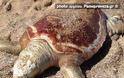 Πρέβεζα: Νεκρή χελώνα Καρέτα - Καρέτα στο λιμάνι - Τα κύματα την είχαν βγάλει στο πλακόστρωτο
