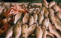 Πάτρα: Κατασχέθηκαν 107 κιλά ψάρια