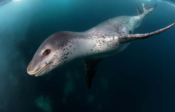 Κολυμπώντας στα… σαγόνια του θανάτου! - Φωτογραφία 8