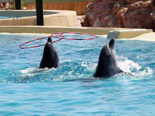 Ζητούν από την Εισαγγελία να σταματήσει τις παραστάσεις με τα δελφίνια - Φωτογραφία 1
