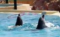 Ζητούν από την Εισαγγελία να σταματήσει τις παραστάσεις με τα δελφίνια