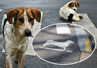 Δείτε την απίστευτη διαφήμιση με αδέσποτα σκυλιά που διδάσκουν την ασφάλεια στους πεζούς (video) - Φωτογραφία 1