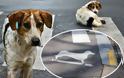 Δείτε την απίστευτη διαφήμιση με αδέσποτα σκυλιά που διδάσκουν την ασφάλεια στους πεζούς (video)