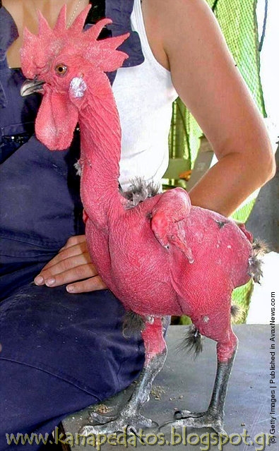 ​​Γυμνά κοτόπουλα έχετε ξαναδεί; (φώτο) - Φωτογραφία 3