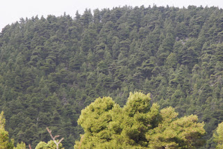 Αντιπυρική θωράκιση των δασών της Σκοπέλου με αισθητήρες και κάμερες - Φωτογραφία 1