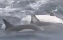 VIDEO: Δελφίνια δημιουργούν σχεδία για να σώσουν μέλος τους
