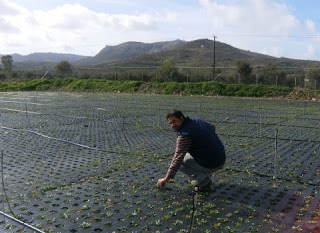 Από τα όρη των Χανίων το σταμναγκάθι φύτρωσε στον κάμπο της Μεσαράς - Φωτογραφία 1