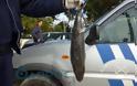Επικίνδυνο λαγόψαρο έπιασε ψαράς στην Καλαμάτα [video]