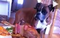 Συγκινητικό βίντεο: Το τελευταίο γεύμα ετοιμοθάνατου σκύλου