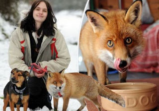 ΣΚΥΛΙΣΙΑ ΖΩΗ: Διαβάστε τη συγκινητική ιστορία της αλεπούς που ζει σαν σκύλος! - Φωτογραφία 1