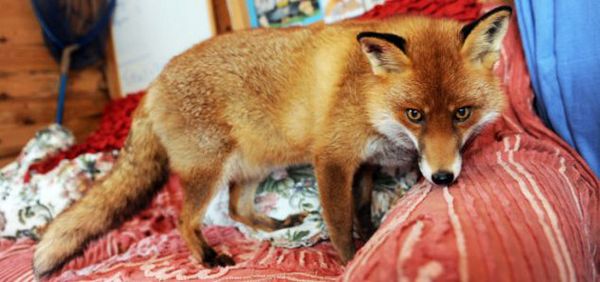 ΣΚΥΛΙΣΙΑ ΖΩΗ: Διαβάστε τη συγκινητική ιστορία της αλεπούς που ζει σαν σκύλος! - Φωτογραφία 3