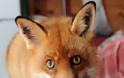 ΣΚΥΛΙΣΙΑ ΖΩΗ: Διαβάστε τη συγκινητική ιστορία της αλεπούς που ζει σαν σκύλος! - Φωτογραφία 2