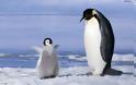 Ανακαλύφθηκε άγνωστη αποικία πιγκουίνων στην Ανταρκτική!