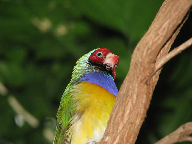 Gouldian, ένα πουλί… ουράνιο τόξο - Φωτογραφία 7