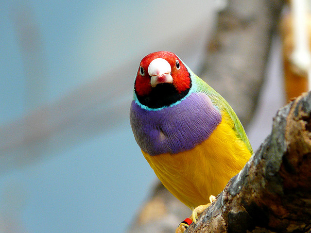 Gouldian, ένα πουλί… ουράνιο τόξο - Φωτογραφία 8