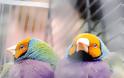 Gouldian, ένα πουλί… ουράνιο τόξο - Φωτογραφία 10