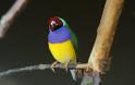 Gouldian, ένα πουλί… ουράνιο τόξο - Φωτογραφία 3